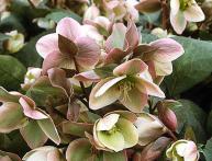 Геллеборус