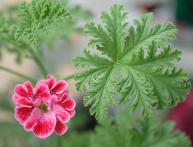 Пеларгония