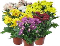 Хризантемы