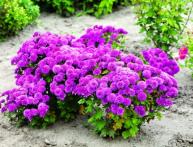 Хризантемы