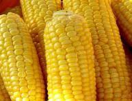 Кукуруза