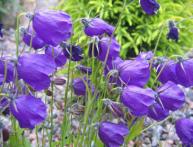 Колокольчик