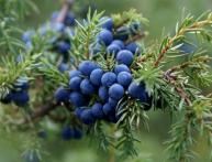 Можжевельник