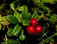 Толокнянка