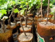 Черенки винограда