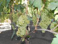 Виноград