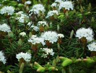 Багульгник