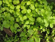 Звездчатка