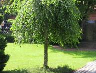 Береза юнги