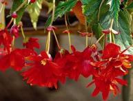 Бегония ампельная