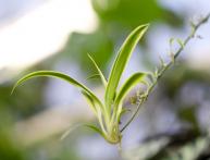 Хлорофитум