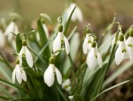 Подснежник