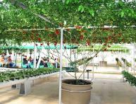 Помидор Спрут