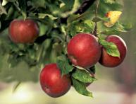 Яблоня