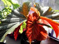 Бегония коралловая