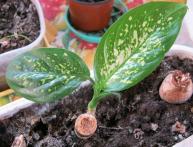 Диффенбахия