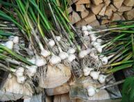 Чеснок озимый