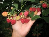 Малина Гусар