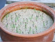 Семена сосны