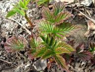 Черенки малины