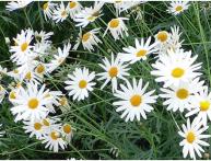 Аргирантемум