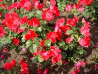 Роза Робуста