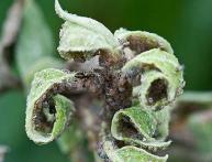 Болезнь яблони