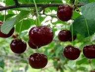 Вишни сорта Жуковский