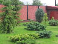 Посадка ели