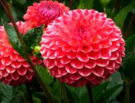 Клубни георгин