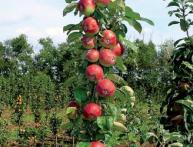 Колоновидная яблоня