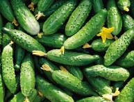 Огурцы