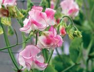 Душистый горошек