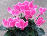 Цикламен цветет