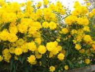 Золотой шар цветет