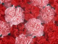 Гвоздика Шабо