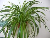 Хлорофитум