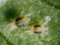 Клещ паутинный