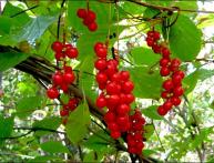 Лимонник китайский