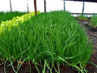 Лук на перо рост