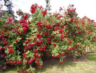 Плетистая роза "стена"