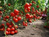 Томаты