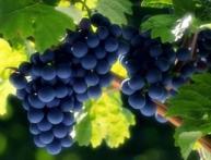 Виноград
