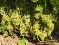 Виноград Алешенькин