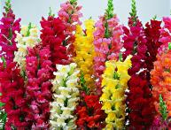 Львиный зев