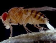 мушки дрозофилы