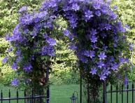 Клематис на ограде/беседке