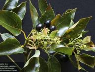 Камфорный лавр, дерево