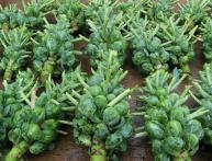 Брюссельская капуста