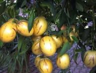 Пепино плоды на дереве